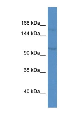 KCNQ3 Antibody (aa580-629)