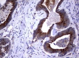 Monoclonal Mouse anti-Human NEU1 / NEU Antibody (clone OTI3D4, IHC, WB)