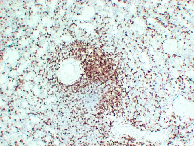 CD3E Antibody (clone ABT-CD3)
