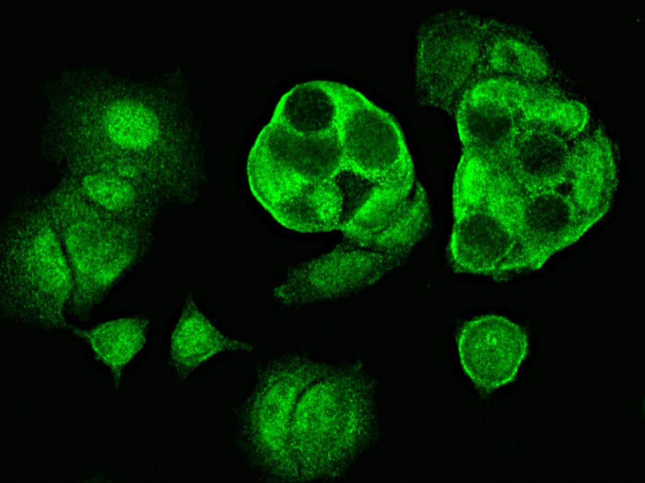 Polyclonal Rabbit anti-Human CETN2 / Centrin 2 Antibody (Preservative Free, IF, WB)