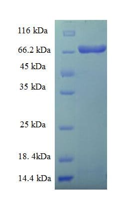 Yersinia pestis Cpn60 Protein (Recombinant His-SUMO)