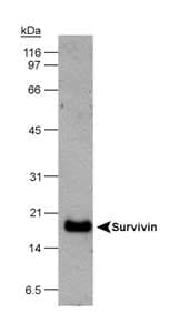 BIRC5 / Survivin Antibody