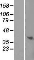 C9orf64 Protein (Over-Expression Lysate Myc-DDK (Flag))
