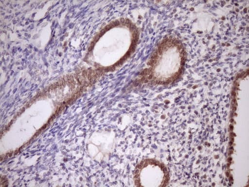 PIN4 Antibody (clone OTI7H2)