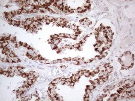 BP1 / DLX4 Antibody (clone OTI7C8, Carrier-free)