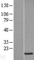 VAMP1 / VAMP-1 Protein (Over-Expression Lysate Myc-DDK (Flag))