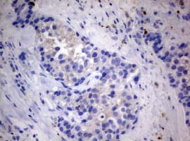 Monoclonal Mouse anti-Human MFN1 Antibody (clone OTI4H4, IHC, WB)
