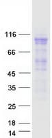 Human MCM4 Protein (Recombinant Myc-DDK (Flag))