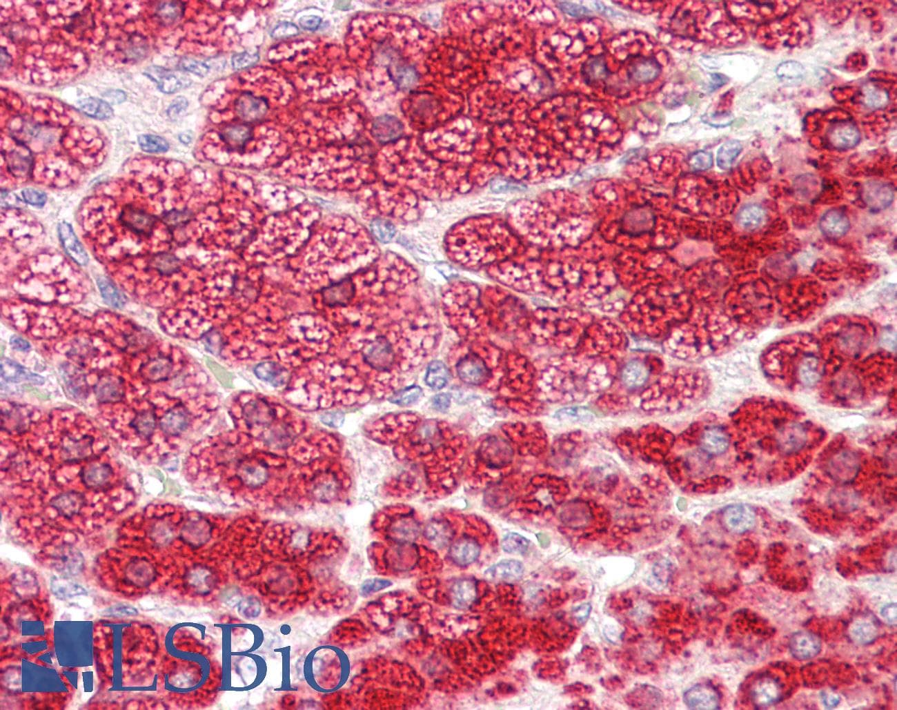 IHC-plus™ CYP17 / CYP17A1 Antibody (aa134-144)