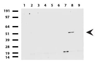 GFAP Antibody (clone UMAB129, Carrier-free)