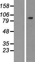 PLCD4 Protein (Over-Expression Lysate Myc-DDK (Flag))