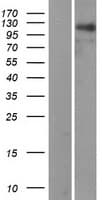 RAI14 Protein (Over-Expression Lysate Myc-DDK (Flag))
