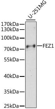 FEZ1 Antibody