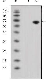 WNT5A Antibody (clone 6F2)