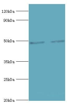 CTBP1 / CTBP Antibody (aa20-250)
