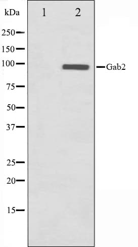 GAB2 Antibody