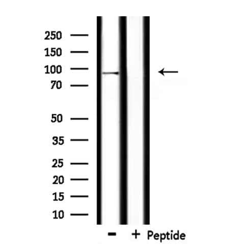 USP16 Antibody