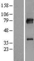 KBTBD7 Protein (Over-Expression Lysate Myc-DDK (Flag))