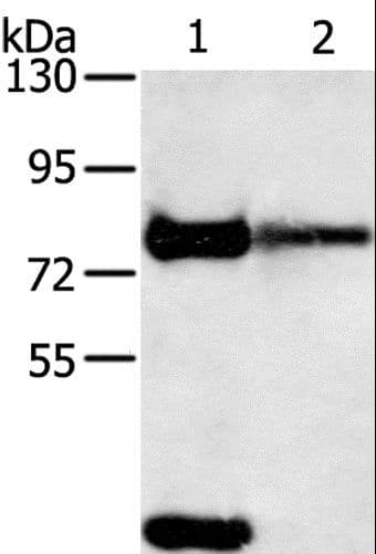 TRIM3 Antibody