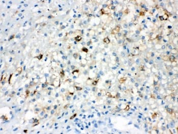 TLR5 Antibody
