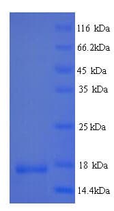 Human IL4 Protein (Recombinant His)