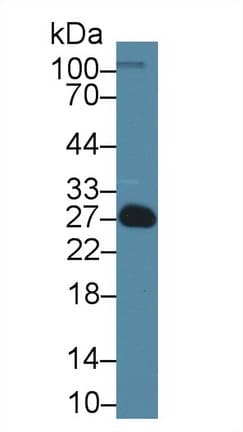 EDN1 / Endothelin 1 Antibody (aa54-202, APC)