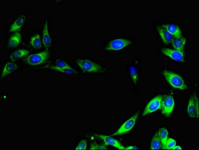 NAF-1 / CISD2 Antibody