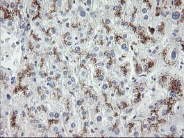 MDM4 / MDMX Antibody (clone OTI3A6)