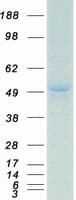 Human PBX1 Protein (Recombinant Myc-DDK (Flag))