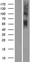 Human OR4N5 Protein (Over-Expression Lysate Myc-DDK (Flag))