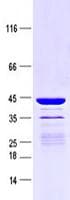 Human RPL27A Protein (Recombinant GST, N-terminus + His, C-terminus)