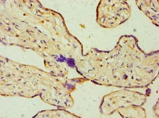 DHCR24 / Seladin-1 Antibody (aa227-516)