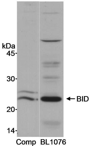 BID Antibody (aa60-120)