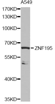 ZNF195 Antibody