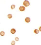 IHC-plus™ Polyclonal Rabbit anti-Human CASKIN2 Antibody (IHC, IF, WB)