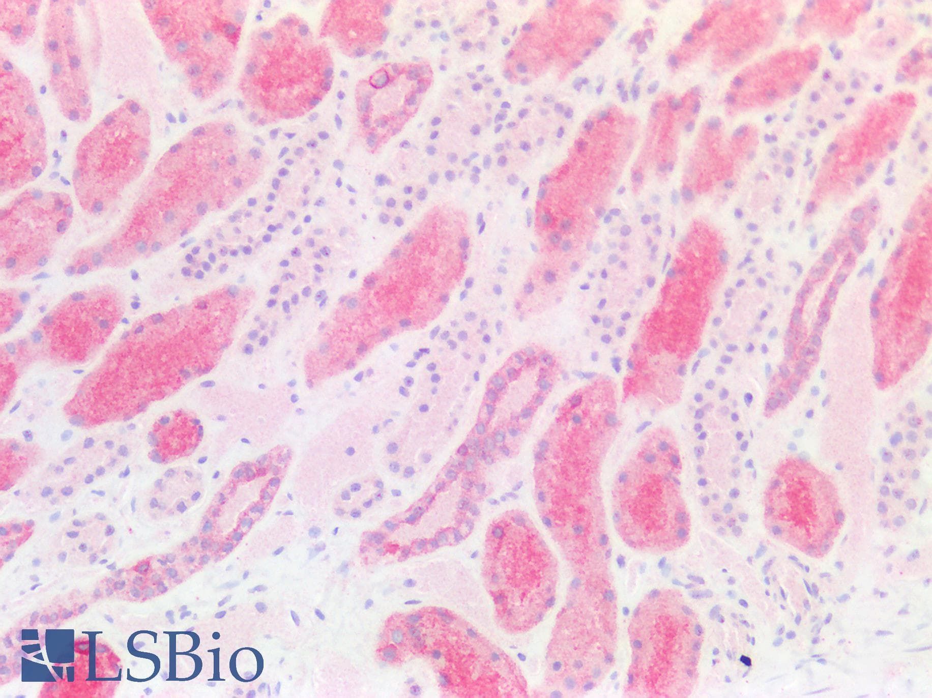 PathPlus™ Polyclonal Rabbit anti-Human HSD3B7 Antibody (aa108-157, IHC, WB)
