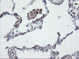 CHN1 Antibody (clone OTI2D10, Carrier-free)
