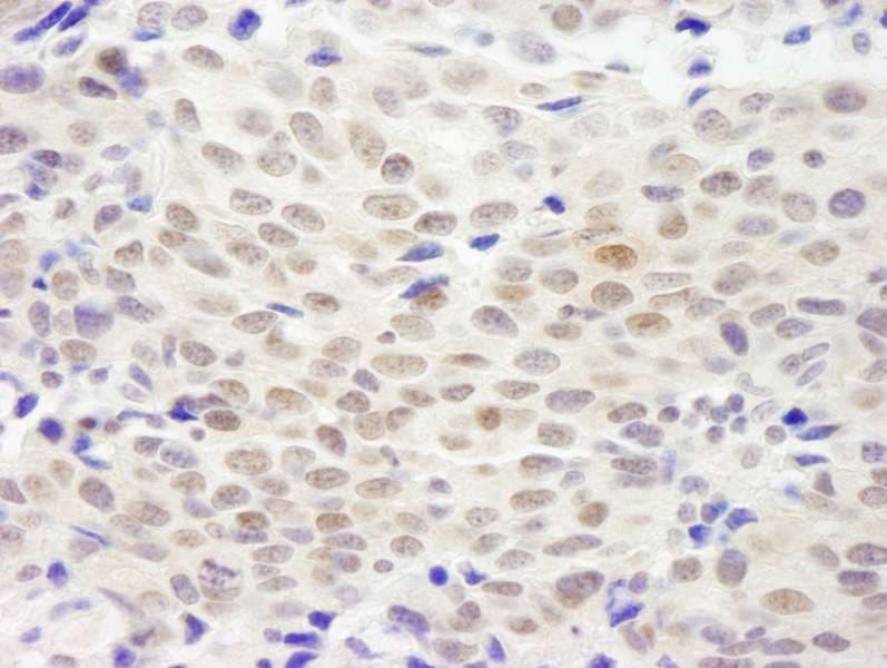 NHEJ1 / XLF Antibody (aa200-250)