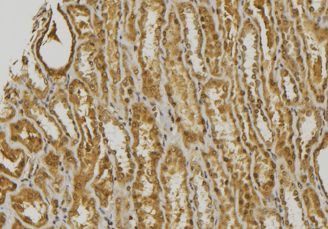 GNRH Antibody