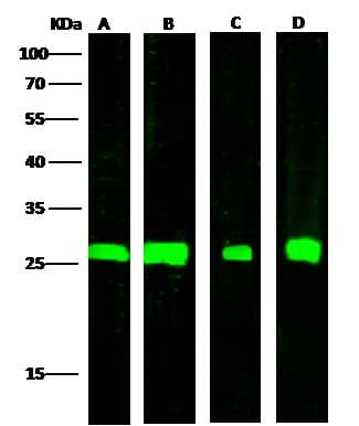 AK4 / Adenylate Kinase 4 Antibody (Preservative Free)