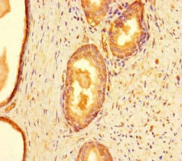 CCNO / UNG2 Antibody