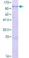Human IL31RA Protein (Recombinant GST)