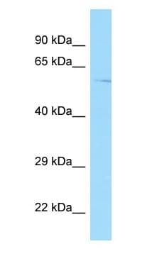 GPR22 Antibody (C-Terminus)