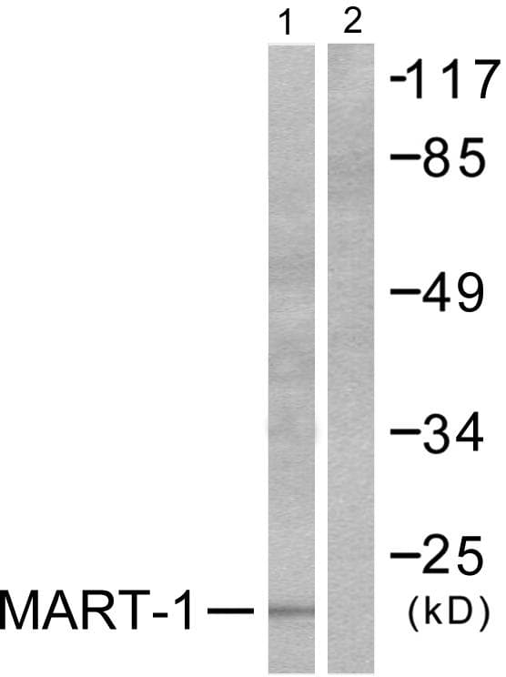 MLANA / Melan-A Antibody