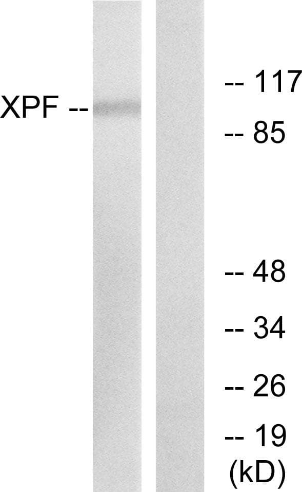 ERCC4 / XPF Antibody