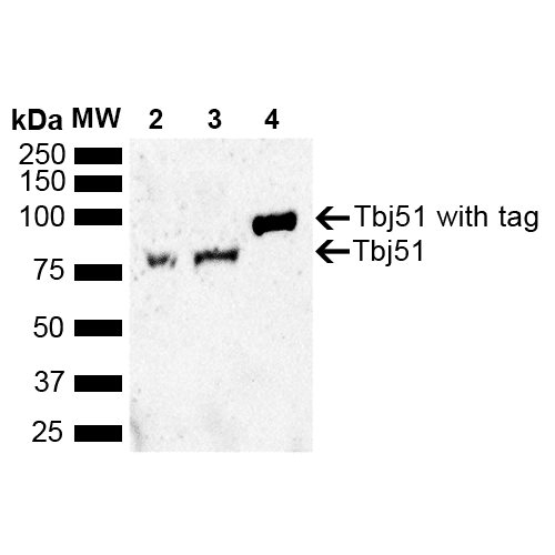 HSP40 Antibody