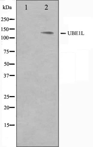 UBE1L / UBA7 Antibody