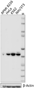 MAPK1 / ERK2 Antibody (clone Poly6242)