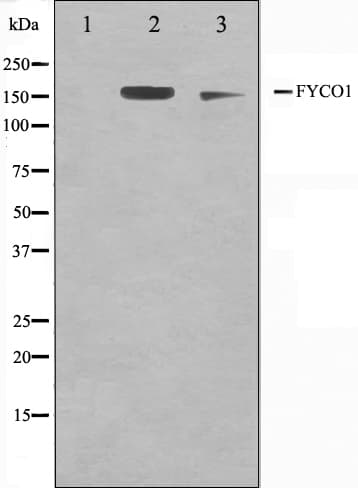 FYCO1 Antibody