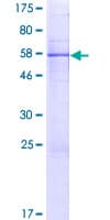 Human MTERF2 / MTERFD3 Protein (Recombinant GST)